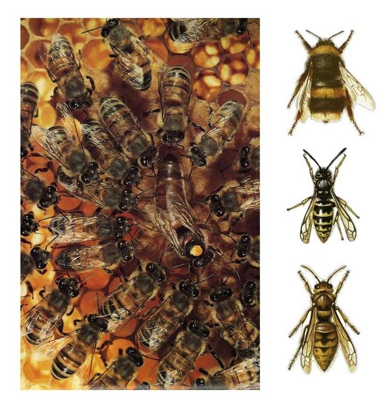 les Abeilles